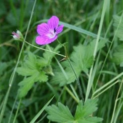FuturePlanter Sumpf-Storchschnabel (Geranium Palustre) Alle Pflanzen Im Shop