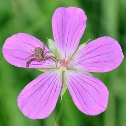 FuturePlanter Sumpf-Storchschnabel (Geranium Palustre) Alle Pflanzen Im Shop