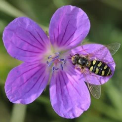 FuturePlanter Sumpf-Storchschnabel (Geranium Palustre) Alle Pflanzen Im Shop