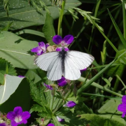 FuturePlanter Sumpf-Storchschnabel (Geranium Palustre) Alle Pflanzen Im Shop