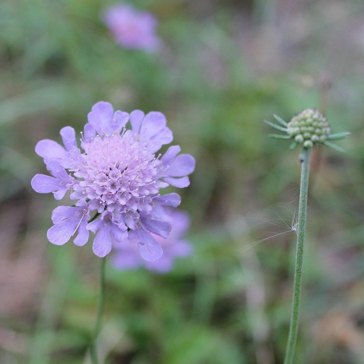 FuturePlanter Tauben-Skabiose (Scabiosa Columbaria) Alle Pflanzen Im Shop 6 FuturePlanter Tauben-Skabiose (Scabiosa Columbaria) Alle Pflanzen Im Shop