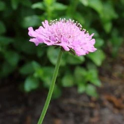 FuturePlanter Tauben-Skabiose (Scabiosa Columbaria) Alle Pflanzen Im Shop