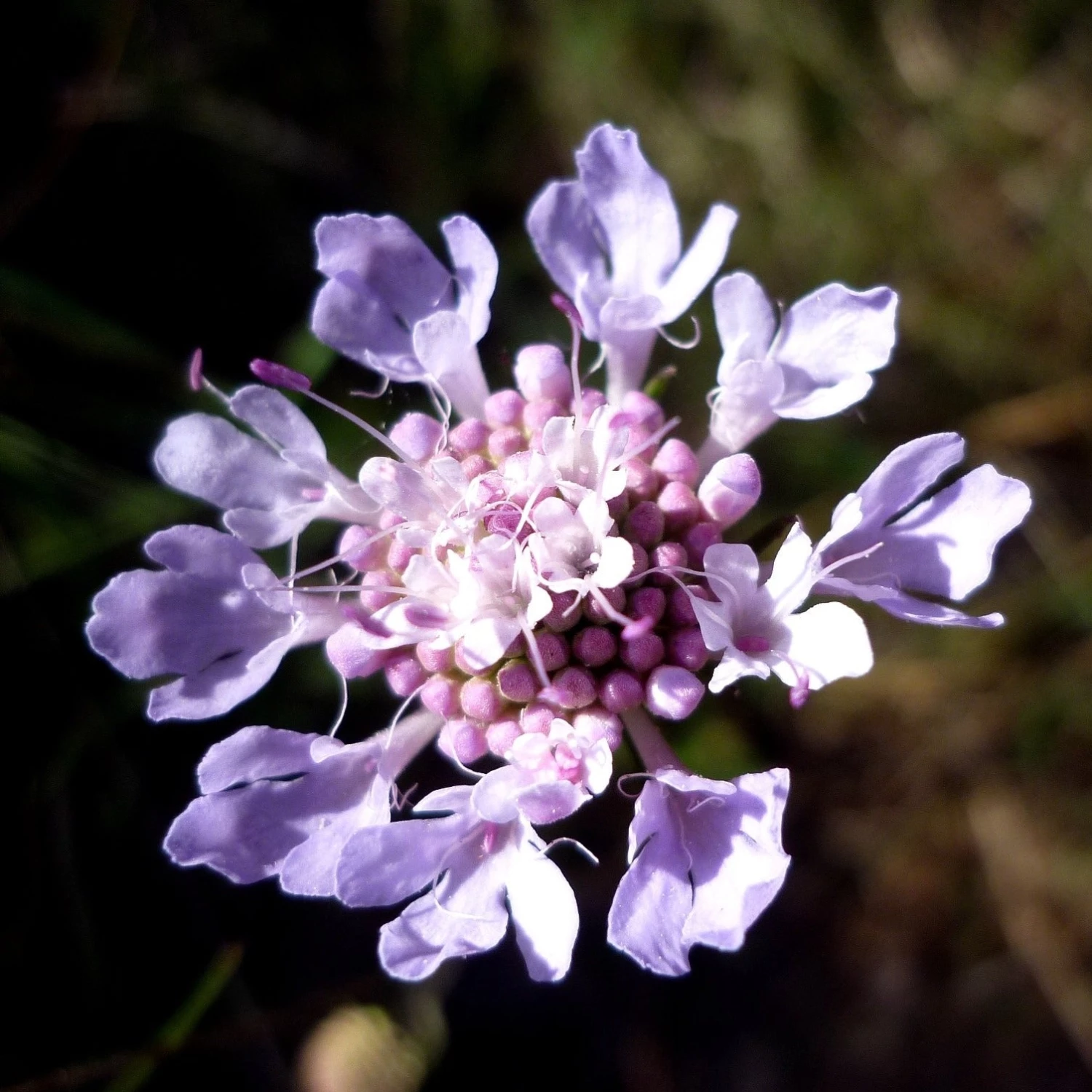 FuturePlanter Tauben-Skabiose (Scabiosa Columbaria) Alle Pflanzen Im Shop 7 FuturePlanter Tauben-Skabiose (Scabiosa Columbaria) Alle Pflanzen Im Shop