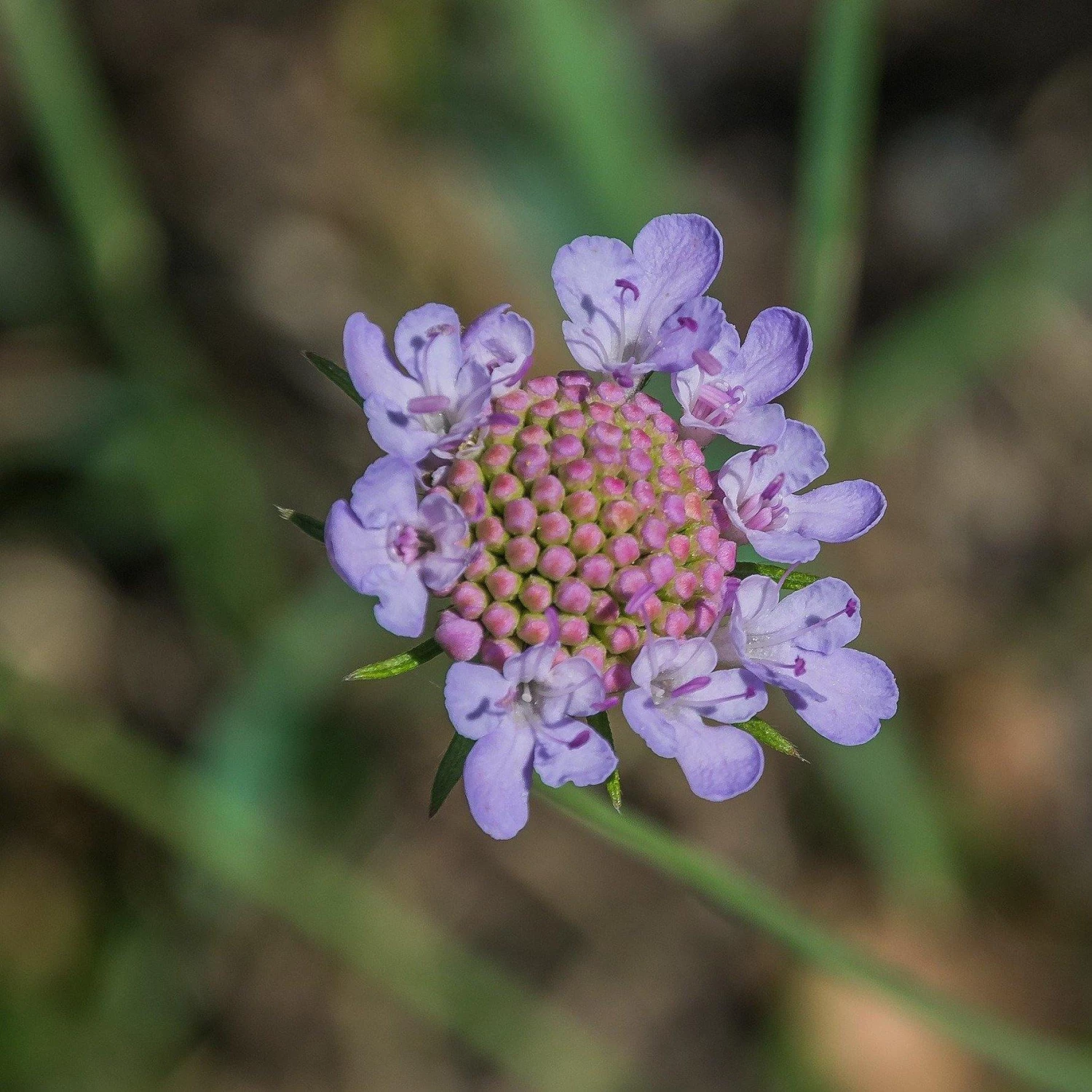 FuturePlanter Tauben-Skabiose (Scabiosa Columbaria) Alle Pflanzen Im Shop 4 FuturePlanter Tauben-Skabiose (Scabiosa Columbaria) Alle Pflanzen Im Shop