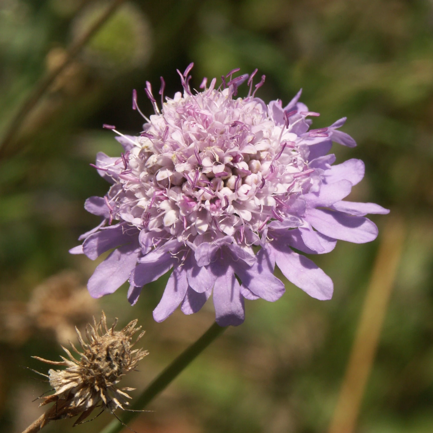 FuturePlanter Tauben-Skabiose (Scabiosa Columbaria) Alle Pflanzen Im Shop 5 FuturePlanter Tauben-Skabiose (Scabiosa Columbaria) Alle Pflanzen Im Shop