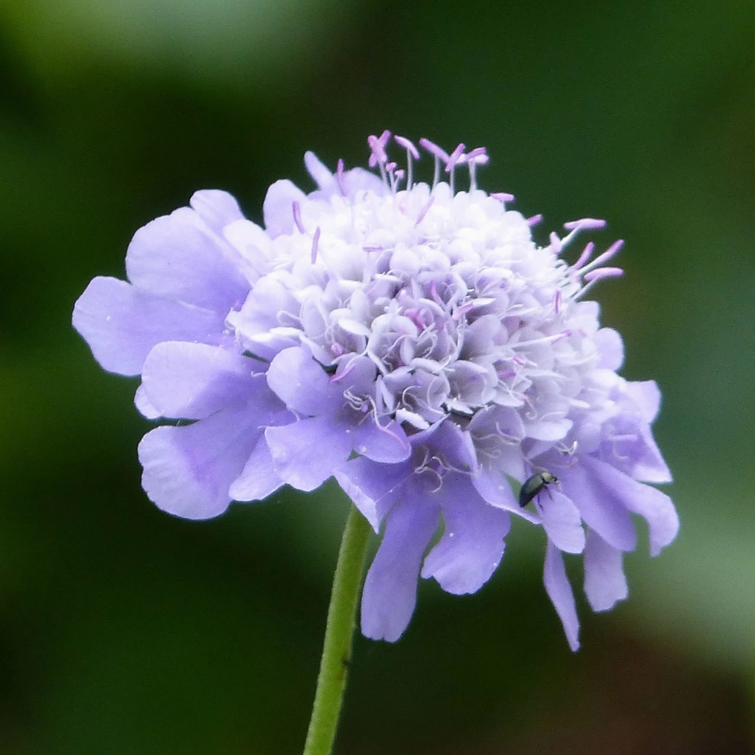 FuturePlanter Tauben-Skabiose (Scabiosa Columbaria) Alle Pflanzen Im Shop 8 FuturePlanter Tauben-Skabiose (Scabiosa Columbaria) Alle Pflanzen Im Shop