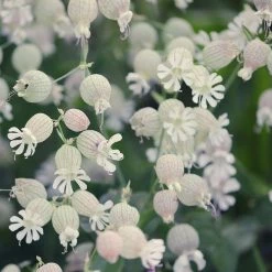 FuturePlanter Taubenkropf-Leimkraut (Silene Vulgaris)