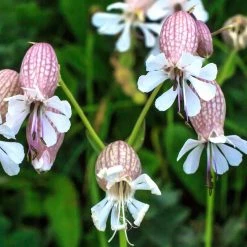 FuturePlanter Taubenkropf-Leimkraut (Silene Vulgaris)