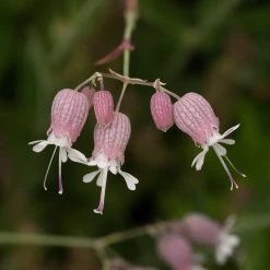 FuturePlanter Taubenkropf-Leimkraut (Silene Vulgaris)