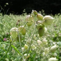 FuturePlanter Taubenkropf-Leimkraut (Silene Vulgaris)