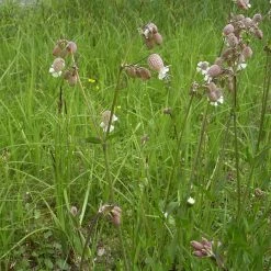 FuturePlanter Taubenkropf-Leimkraut (Silene Vulgaris)