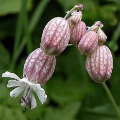 FuturePlanter Taubenkropf-Leimkraut (Silene Vulgaris)