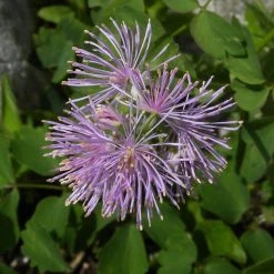 FuturePlanter Akeleiblättrige Wiesenraute (Thalictrum Aquilegifolium) Alle Pflanzen Im Shop