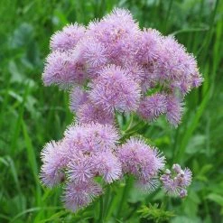 FuturePlanter Akeleiblättrige Wiesenraute (Thalictrum Aquilegifolium) Alle Pflanzen Im Shop