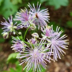 FuturePlanter Akeleiblättrige Wiesenraute (Thalictrum Aquilegifolium) Alle Pflanzen Im Shop