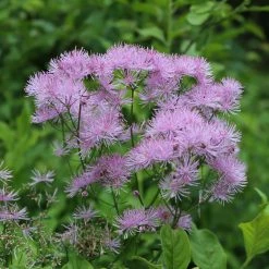 FuturePlanter Akeleiblättrige Wiesenraute (Thalictrum Aquilegifolium) Alle Pflanzen Im Shop
