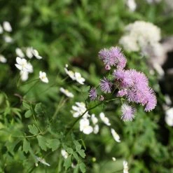FuturePlanter Akeleiblättrige Wiesenraute (Thalictrum Aquilegifolium) Alle Pflanzen Im Shop