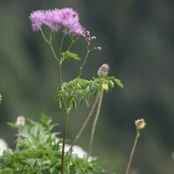FuturePlanter Akeleiblättrige Wiesenraute (Thalictrum Aquilegifolium) Alle Pflanzen Im Shop