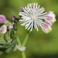 FuturePlanter Akeleiblättrige Wiesenraute (Thalictrum Aquilegifolium) Alle Pflanzen Im Shop