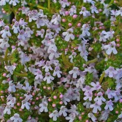 FuturePlanter Alle Pflanzen Im Shop Echter Thymian (Thymus Vulgaris)