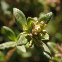 FuturePlanter Alle Pflanzen Im Shop Echter Thymian (Thymus Vulgaris)