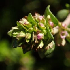 FuturePlanter Alle Pflanzen Im Shop Echter Thymian (Thymus Vulgaris)