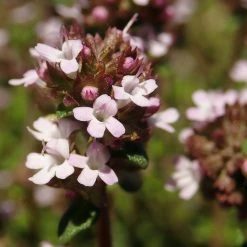 FuturePlanter Alle Pflanzen Im Shop Echter Thymian (Thymus Vulgaris)