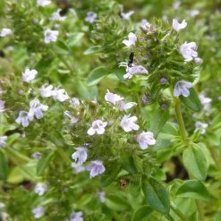 FuturePlanter Alle Pflanzen Im Shop Echter Thymian (Thymus Vulgaris)