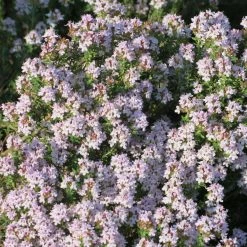 FuturePlanter Alle Pflanzen Im Shop Echter Thymian (Thymus Vulgaris)