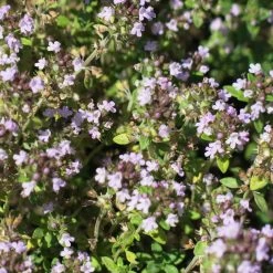 FuturePlanter Alle Pflanzen Im Shop Echter Thymian (Thymus Vulgaris)