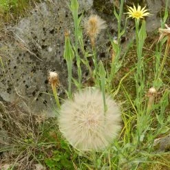 FuturePlanter Grosser Bocksbart (Tragopogon Dubius) Alle Pflanzen Im Shop