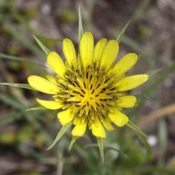 FuturePlanter Grosser Bocksbart (Tragopogon Dubius) Alle Pflanzen Im Shop