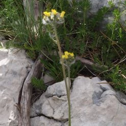 FuturePlanter Alle Pflanzen Im Shop Trugdoldiges Habichtskraut (Hieracium Cymosum)