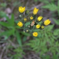 FuturePlanter Alle Pflanzen Im Shop Trugdoldiges Habichtskraut (Hieracium Cymosum)