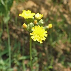 FuturePlanter Alle Pflanzen Im Shop Trugdoldiges Habichtskraut (Hieracium Cymosum)