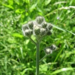 FuturePlanter Alle Pflanzen Im Shop Trugdoldiges Habichtskraut (Hieracium Cymosum)