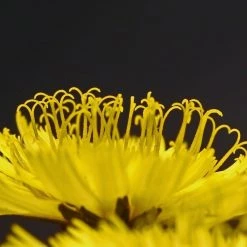 FuturePlanter Alle Pflanzen Im Shop Trugdoldiges Habichtskraut (Hieracium Cymosum)