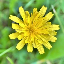 FuturePlanter Alle Pflanzen Im Shop Trugdoldiges Habichtskraut (Hieracium Cymosum)