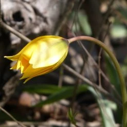 FuturePlanter Weinberg-Tulpe (Tulipa Sylvestris)