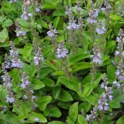 FuturePlanter Alle Pflanzen Im Shop Echter Ehrenpreis (Veronica Officinalis) 15 FuturePlanter Alle Pflanzen Im Shop Echter Ehrenpreis (Veronica Officinalis)