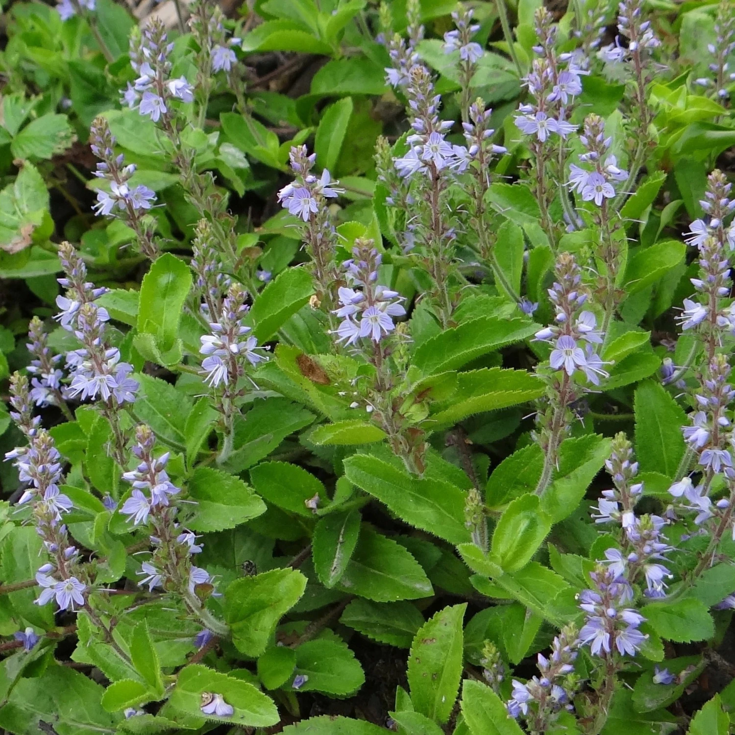 FuturePlanter Alle Pflanzen Im Shop Echter Ehrenpreis (Veronica Officinalis) 8 FuturePlanter Alle Pflanzen Im Shop Echter Ehrenpreis (Veronica Officinalis)