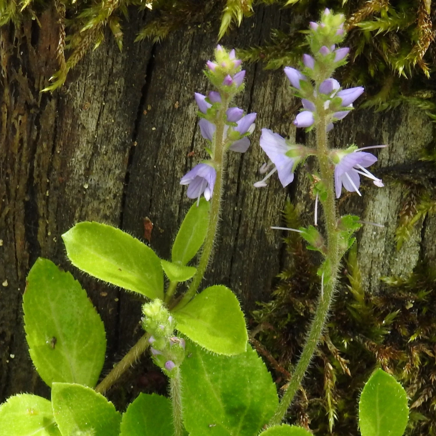 FuturePlanter Alle Pflanzen Im Shop Echter Ehrenpreis (Veronica Officinalis) 7 FuturePlanter Alle Pflanzen Im Shop Echter Ehrenpreis (Veronica Officinalis)