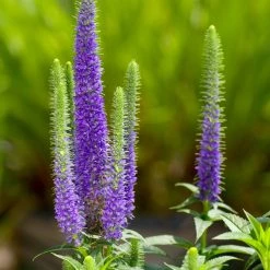 FuturePlanter Ähriger Ehrenpreis (Pseudolysimachion Spicatum)