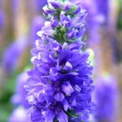 FuturePlanter Ähriger Ehrenpreis (Pseudolysimachion Spicatum)