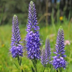 FuturePlanter Ähriger Ehrenpreis (Pseudolysimachion Spicatum)