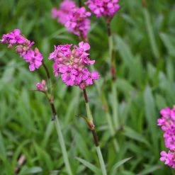 FuturePlanter Gemeine Pechnelke (Silene Viscaria)