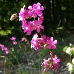 FuturePlanter Gemeine Pechnelke (Silene Viscaria)
