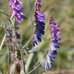 FuturePlanter Alle Pflanzen Im Shop Vogel-Wicke (Vicia Cracca)