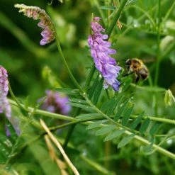 FuturePlanter Alle Pflanzen Im Shop Vogel-Wicke (Vicia Cracca)