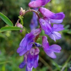 FuturePlanter Alle Pflanzen Im Shop Vogel-Wicke (Vicia Cracca)